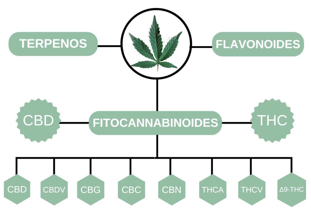 tipos de aceites de cannabis