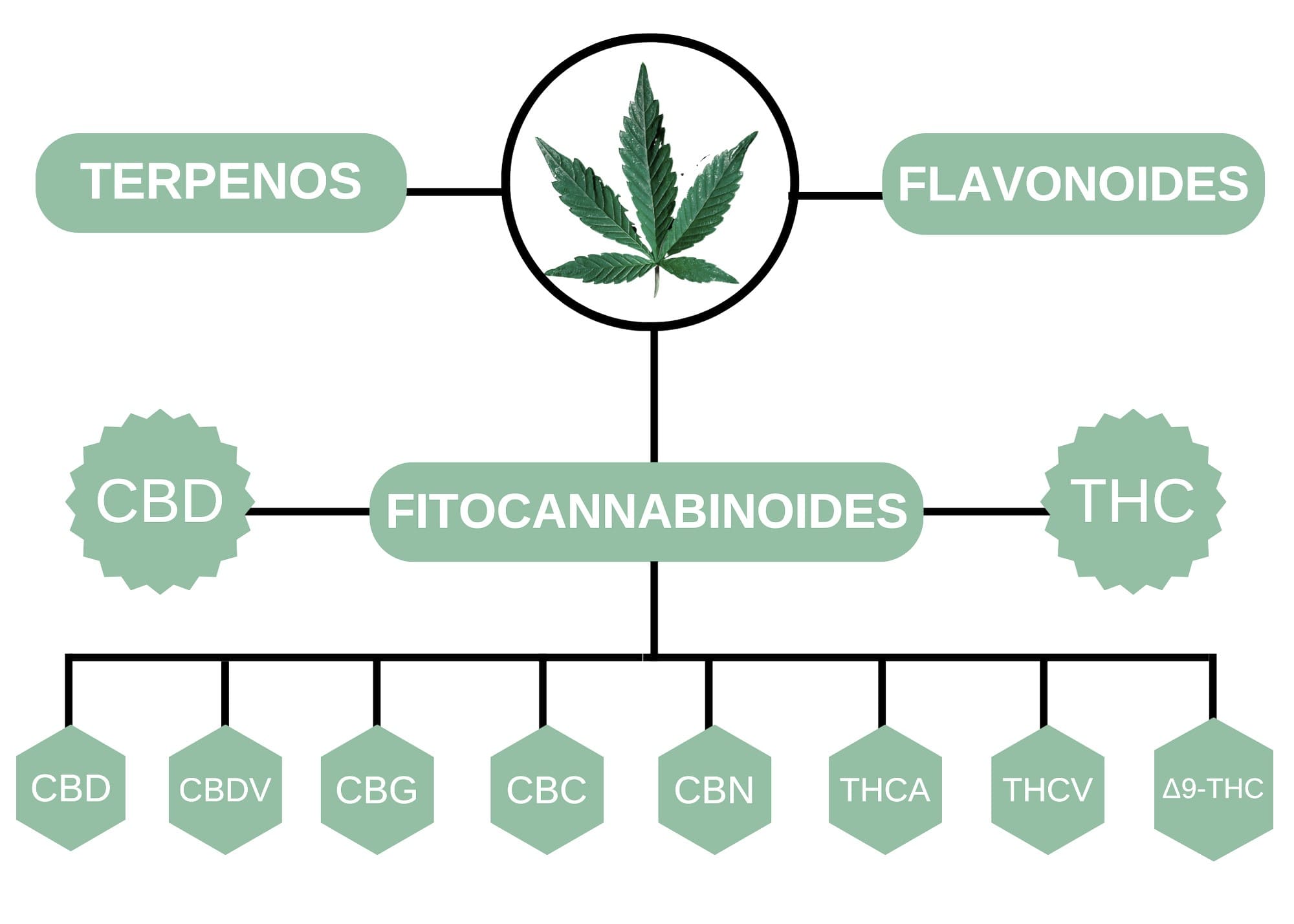 Cannabis Medicinal Para El Dolor - Doctor Carlos Morales